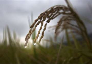govt downgrades monsoon forecast to 88 stokes fears of drought