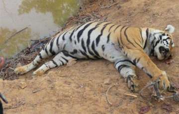 india lost 64 tigers in 2014