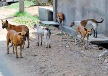 up man arrested for torturing minors to cook dog meat