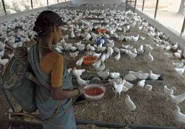 chicken prices up 30 as heat wave kills 2.4 crore birds in india