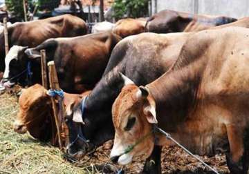 bombay hc upholds beef ban in maharashtra