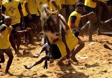 sc to hear petitions to quash jallikattu notification