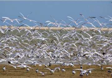 7.61 lakh birds thronged odisha s chilika lake this winter