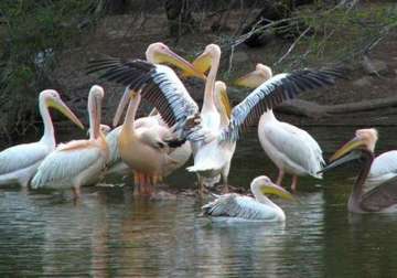 migratory birds disappearing from delhi