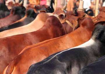 20 quintal beef recovered from vehicle in up one held