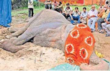 people chant prayers as female elephant lies dying in bilaspur