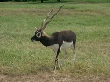 one held by forest department police for poaching blackbucks