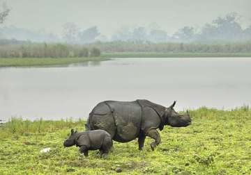 at a glance kaziranga national park the home of one horned rhinoceros