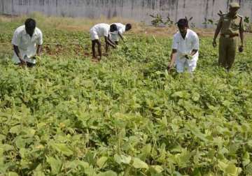 tihar life convicts with good conduct to go green
