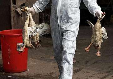 bird flu virus identified as h5n1 vigilance stepped up