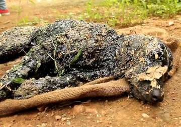 in pics dog turned rock solid after falling in hot tar