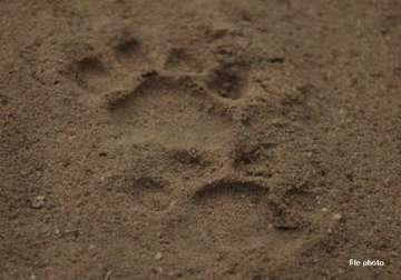 leopard pug marks found in tamil nadu village