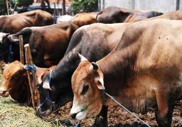 government to set up labs at ports to check illegal cow meat export