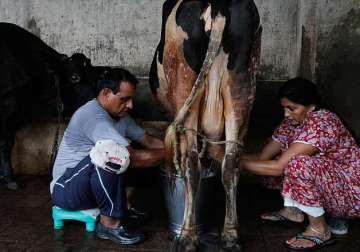 for india milk is more than a drink it s a gift from gods