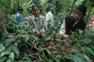 heavy rains pest brew trouble for coffee planters