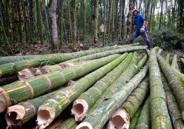 bamboo cultivation becomes rewarding for farmers in tripura