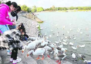 bird flu chandigarh s sukhna lake cordoned off