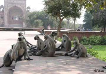 langurs to provide security at railway stations in agra