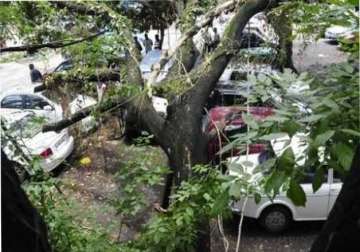 five pilgrims die in karnataka as tree falls on vehicle
