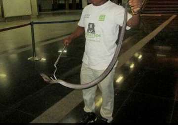5 feet long cobra found in delhi s yamuna bank metro station