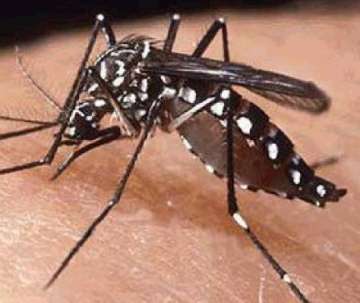 dengue cases in delhi reach 120