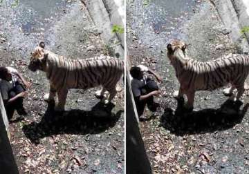 white tiger mauls and kills youth in delhi zoo