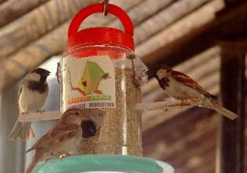 sparrows to get nest at government buildings in bihar