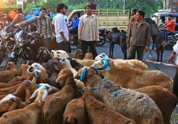 sc refuses to entertain plea against animal sacrifice