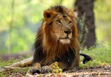 another ailing lion dies at etawah