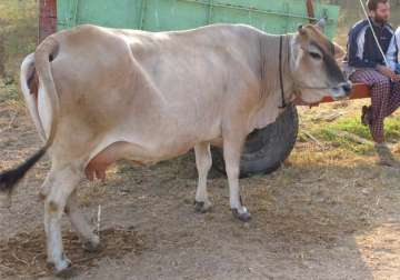 30 kg polythene recovered from dead cow s rumen in rajasthan