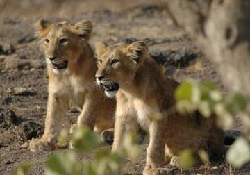 number of asiatic lions in gir goes up to 523 census