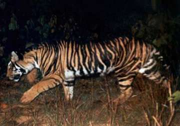 black tigers unique to odisha on the verge of extinction 28 remain