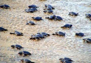 olive ridley turtles begin to arrive for breeding