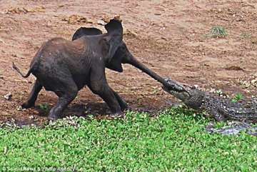 crocodile caught hold of baby elephant s trunk in african waterhole