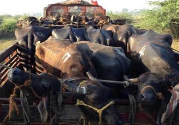 haryana police kill cow smuggler in encounter injure another