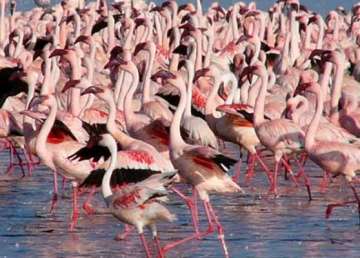 india s 10 famous bird habitats in serious danger says study