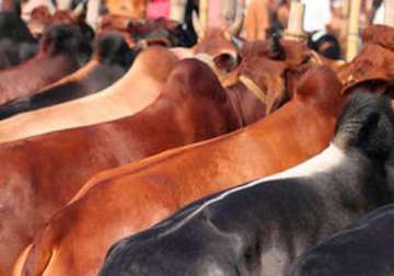 avoid cow slaughter in larger interest ulema tells muslims