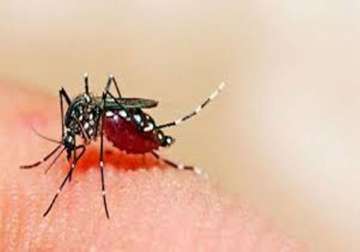 nearly 30 dengue cases in delhi