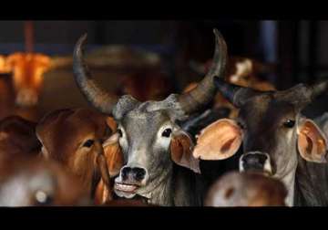 beef ban is nothing but diversion from core issues congress