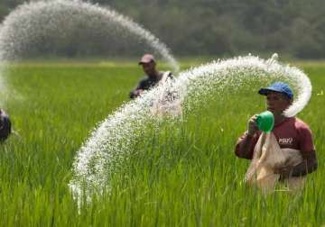 delay in urea imports creates more problems for indian farmers