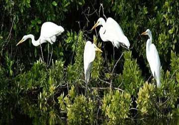 bird flu alert sounded in bhitarkanika national park
