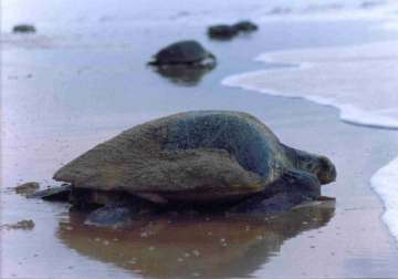 turtle nesting sites mangroves at high risk due to oil spill off goa coast