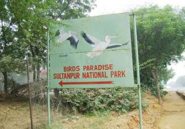 47 birds die in sultanpur national park visitors barred for a week