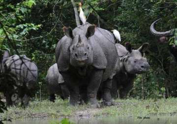 2 rhinos killed by poachers in kaziranga horns removed