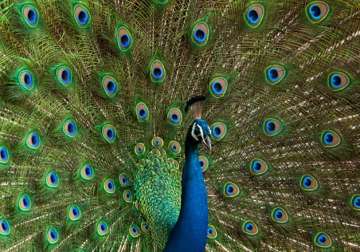 india s national bird peacock could be termed vermin in goa