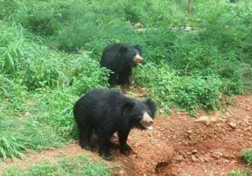 project to restore habitat for sloth bears in jessore