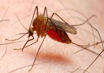 experts warn of malaria s adverse impact on reproductive health