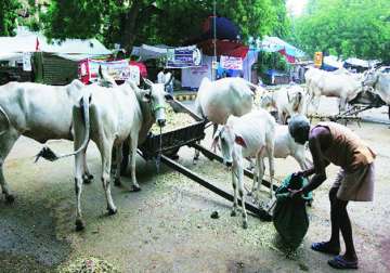 two held for cow slaughter under maharashtra s beef ban law