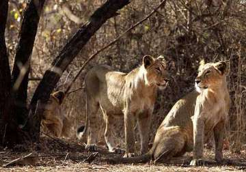 gujarat shuts down 55 illegal units in gir lion sanctuary