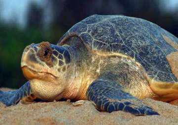 odisha imposes fishing ban for turtle nesting